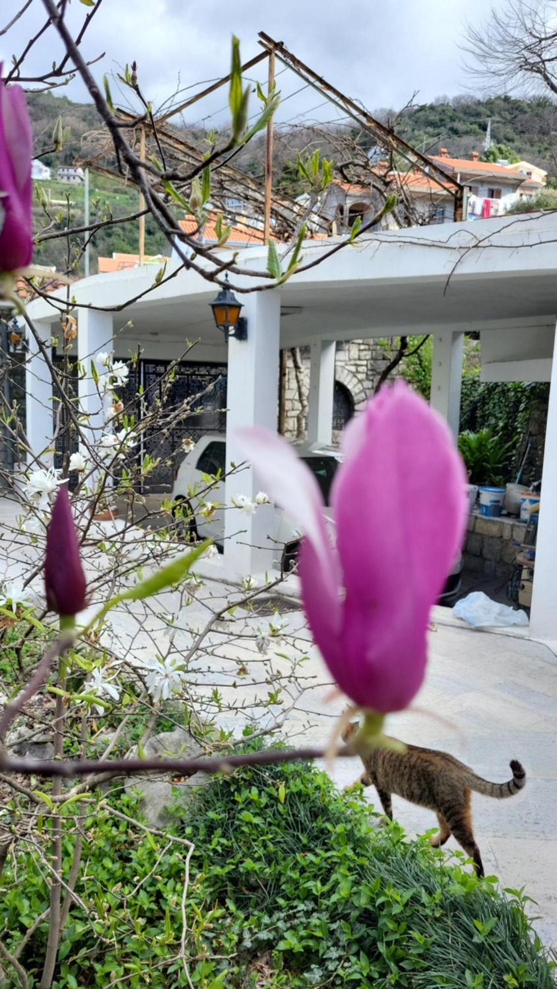 Studio Apartman Sa Pogledom Na More Meljine Εξωτερικό φωτογραφία